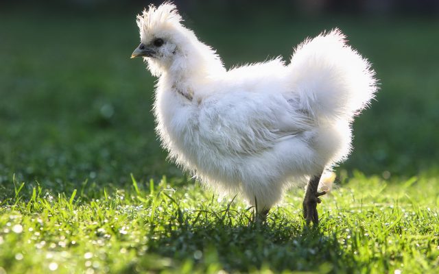 How to Make a Small Chicken Coop From a Doghouse